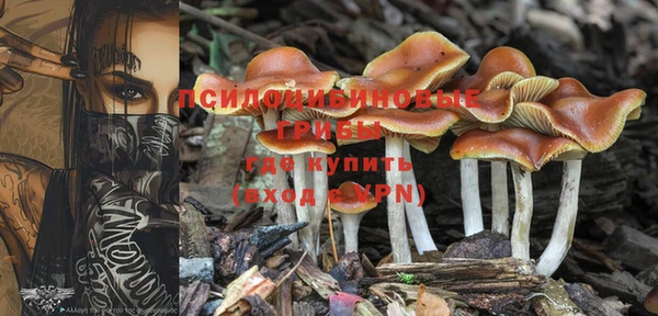 прущие грибы Гусиноозёрск