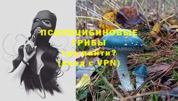 прущие грибы Гусиноозёрск